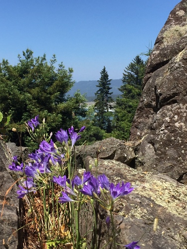 Triteleia laxa (Ithuriel's Spear) (alternate view 6)
