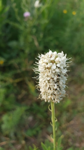 Dalea candida (white prairie clover) (alternate view 6)