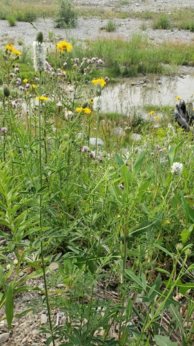 Dalea candida (white prairie clover) (alternate view 7)