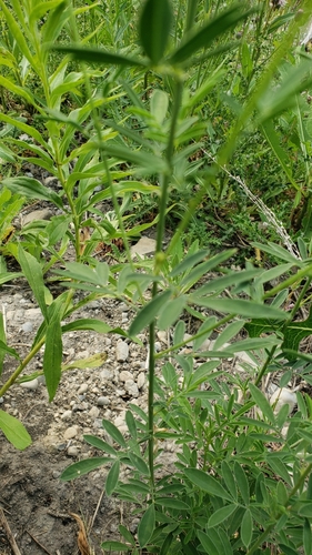 Dalea candida (white prairie clover) (alternate view 8)
