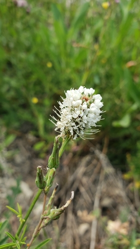 Dalea candida (white prairie clover) (alternate view 9)