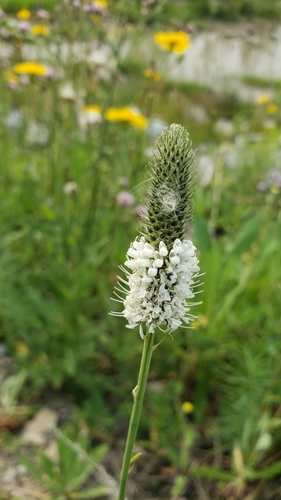 Dalea candida (white prairie clover) (alternate view 10)