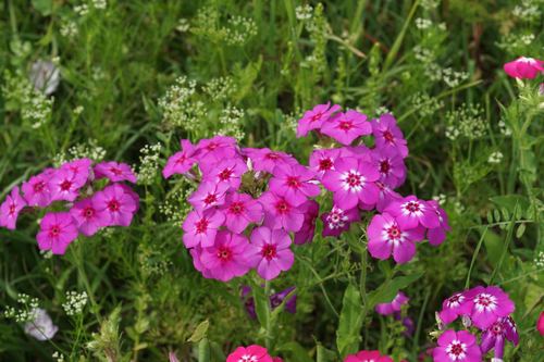Phlox drummondii (Drummond's phlox) (alternate view 3)