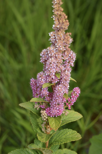 Spiraea tomentosa (Steeplebush) (alternate view 4)