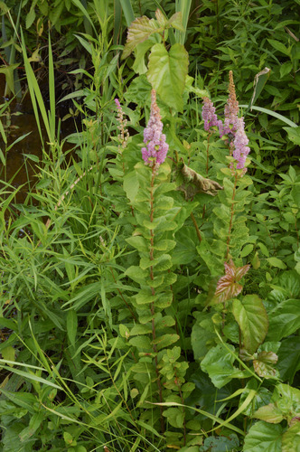 Spiraea tomentosa (Steeplebush) (alternate view 5)