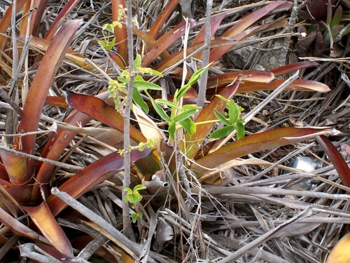 Thaumatophyllum (alternate view 4)