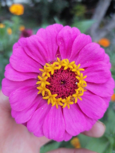 Zinnia elegans (Elegant Zinnia)