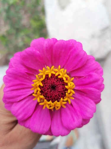 Zinnia elegans (Elegant Zinnia)