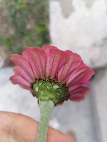 Zinnia elegans (Elegant Zinnia)