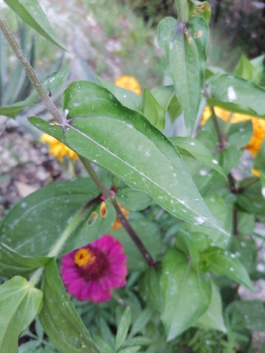 Zinnia elegans (Elegant Zinnia)