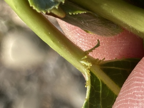Salix lasiandra (Pacific willow) (alternate view 2)