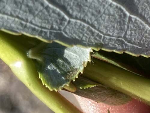 Salix lasiandra (Pacific willow) (alternate view 3)