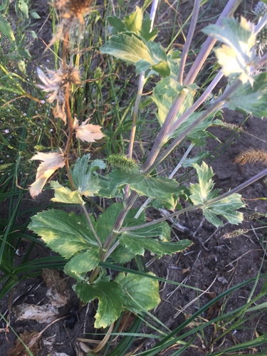 Eryngium planum (Blue Eryngo) (alternate view 4)