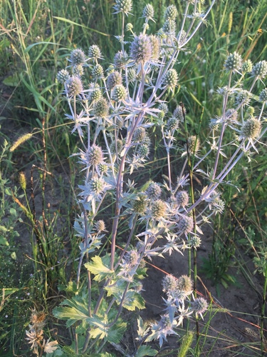 Eryngium planum (Blue Eryngo) (alternate view 5)