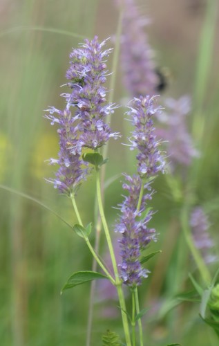Agastache foeniculum (Anise Hyssop)