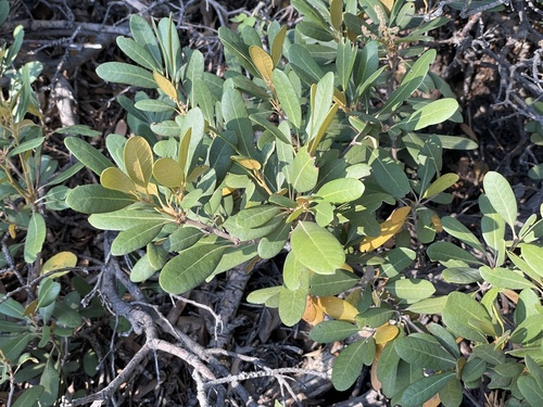 Chrysolepis sempervirens (bush chinquapin)