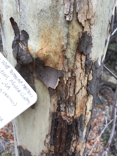 Platanus wrightii (Arizona sycamore) (alternate view 5)