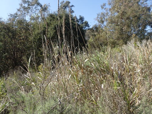 Leymus condensatus (giant wild rye) (alternate view 3)