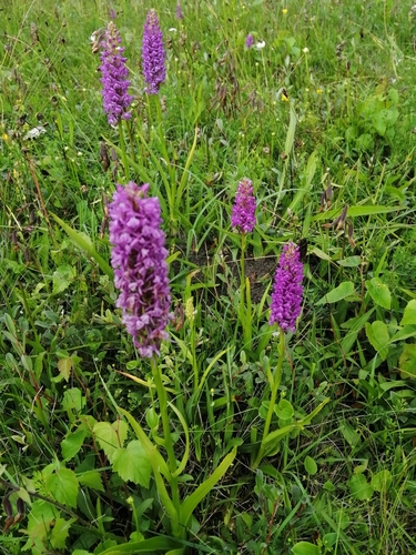 Gymnadenia conopsea (Fragrant Orchid)
