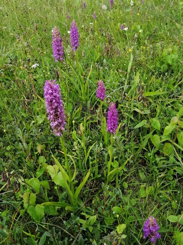 Gymnadenia conopsea (Fragrant Orchid)