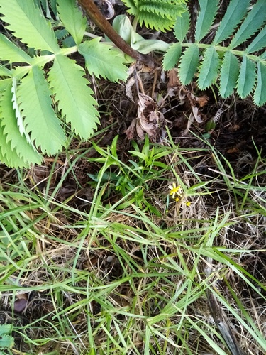 Senecio madagascariensis (Madagascar Ragwort)
