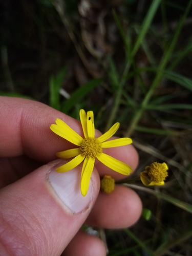 Senecio madagascariensis (Madagascar Ragwort) (alternate view 4)