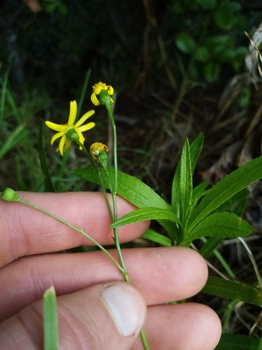Senecio madagascariensis (Madagascar Ragwort) (alternate view 5)