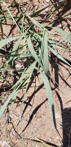 Panicum amarum (Bitter Panicgrass)