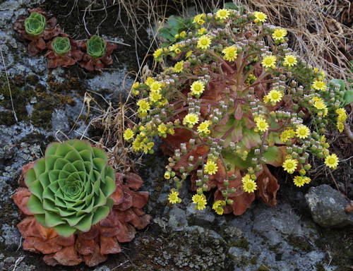 Aeonium (tree houseleeks) (alternate view 7)