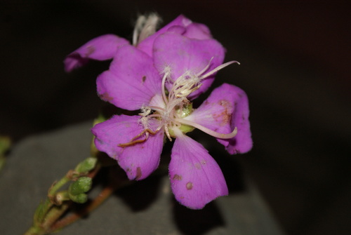 Tibouchina (glory bushes and allies) (alternate view 6)