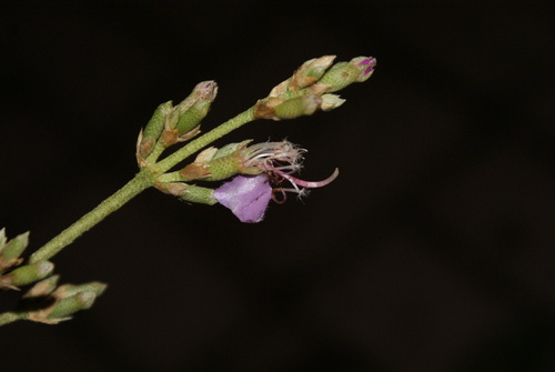 Tibouchina (glory bushes and allies) (alternate view 8)