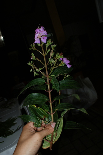 Tibouchina (glory bushes and allies) (alternate view 7)
