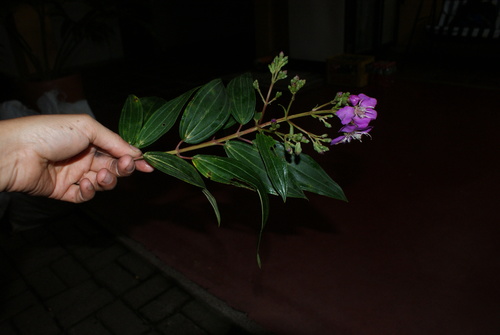 Tibouchina (glory bushes and allies) (alternate view 9)