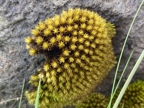 Plenogemma phyllantha (Frizzled Pincushion)