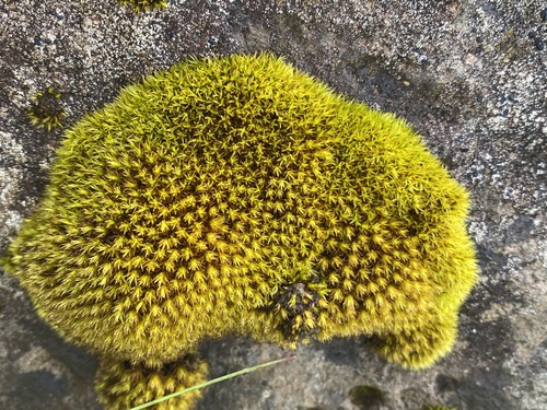 Plenogemma phyllantha (Frizzled Pincushion)