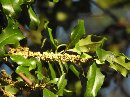 Myrsine variabilis (Variable Muttonwood)
