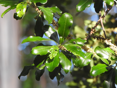 Myrsine variabilis (Variable Muttonwood) (alternate view 2)