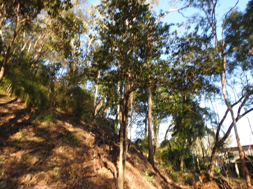 Myrsine variabilis (Variable Muttonwood) (alternate view 3)