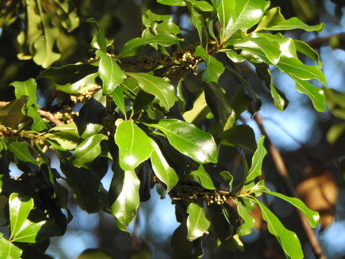 Myrsine variabilis (Variable Muttonwood) (alternate view 4)