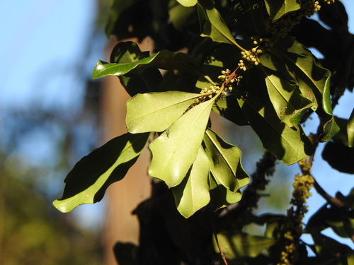 Myrsine variabilis (Variable Muttonwood) (alternate view 5)