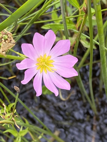 Sabatia (rose gentians) (alternate view 5)