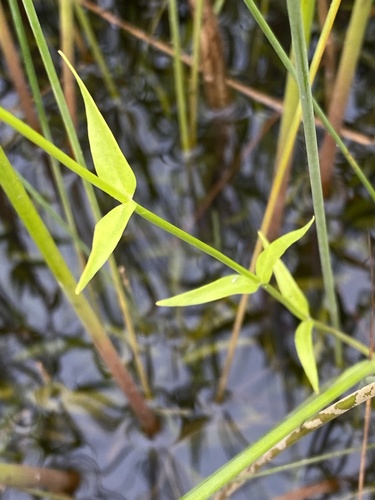 Sabatia (rose gentians) (alternate view 6)