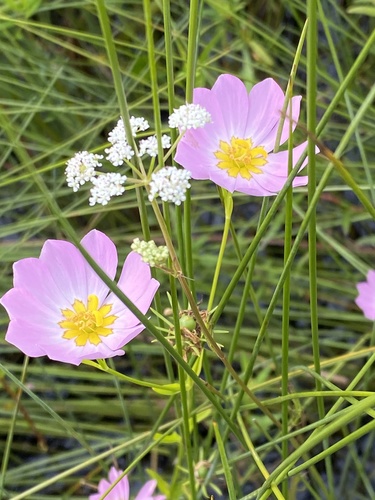 Sabatia (rose gentians) (alternate view 7)