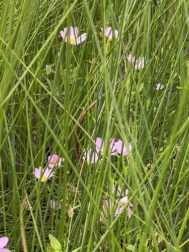 Sabatia (rose gentians) (alternate view 8)