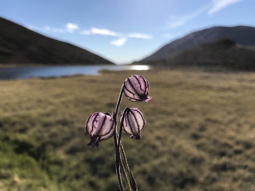 Silene (Catchflies) (alternate view 4)