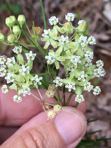 Asclepias verticillata (Whorled Milkweed)
