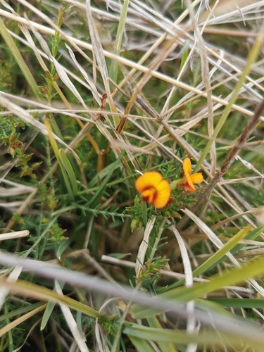 Eutaxia microphylla (common eutaxia) (alternate view 5)