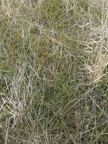 Eutaxia microphylla (common eutaxia) (alternate view 6)