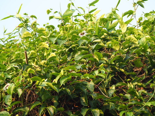 Passiflora edulis (passion fruit) (alternate view 3)