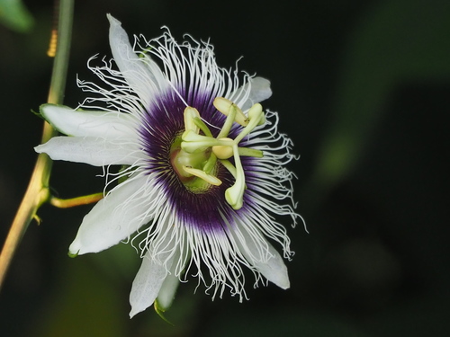 Passiflora edulis (passion fruit) (alternate view 2)